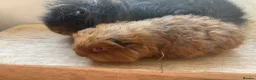 Guinea Pig rodents for sale: Father and son Swiss boys - Advert 7