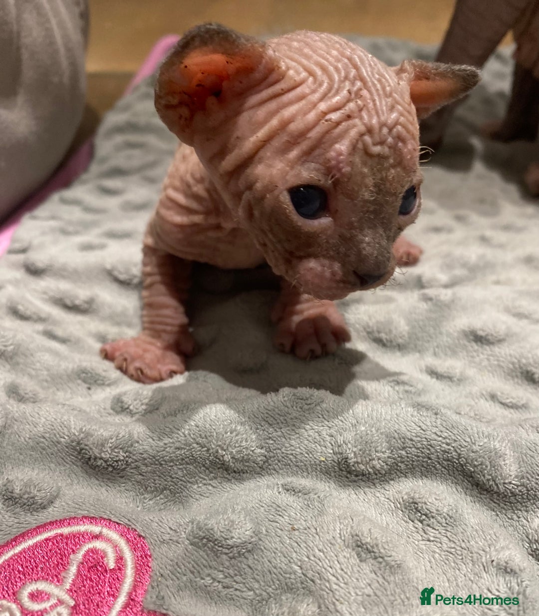 Sphynx cats for sale: Kittens sphinx Canadian  - Image 14