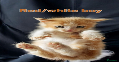 Maine Coon cats - Advert 7