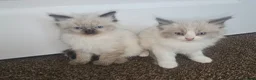 Ragdoll cats for sale: READY NOW Adorable pure ragdoll kittens  in Huddersfield - Advert 1