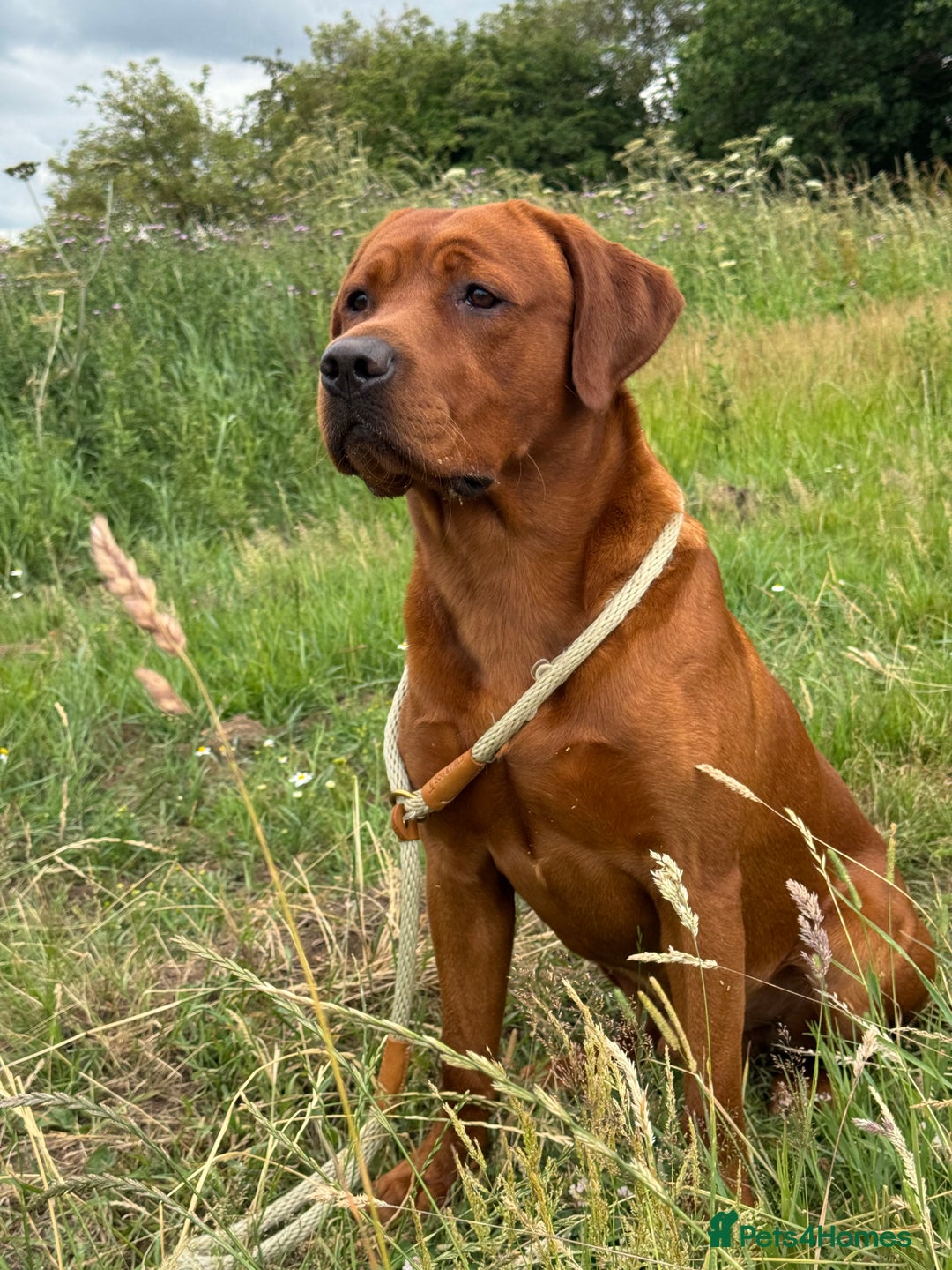 Labrador Retriever dogs for stud: Labrador Stud Sam with the perfect 0’s.  - Advert 9