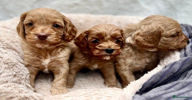 Cavapoo dogs - Advert 1