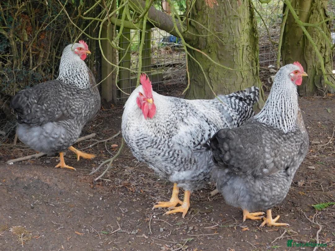 Chickens poultry for sale: Trio of 2025 Silver Bielefelders POL - Advert 1