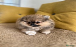Pomeranian dogs for sale: Very Small Golden🧸Teddy Face Girl - Image 6