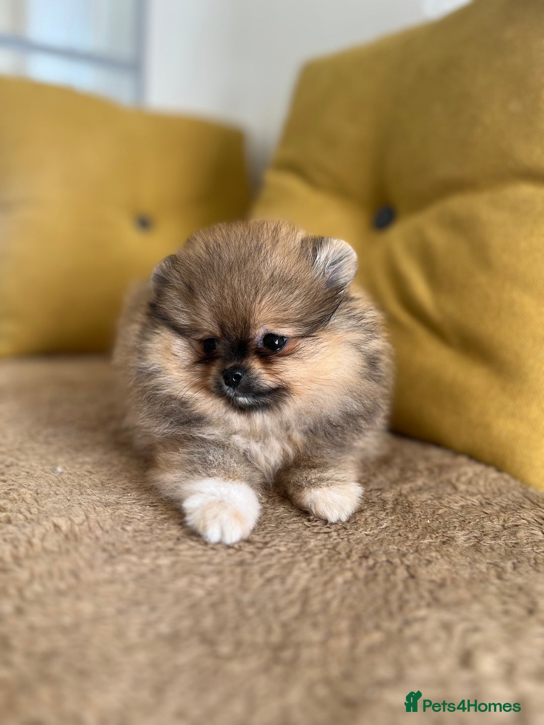Pomeranian dogs for sale: Very Small Golden🧸Teddy Face Girl - Image 6