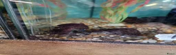 Turtle reptiles for sale: Young musk turtles  - Advert 3