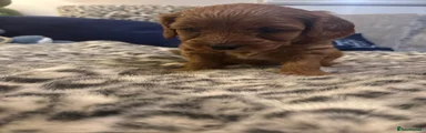 Cavapoo 1