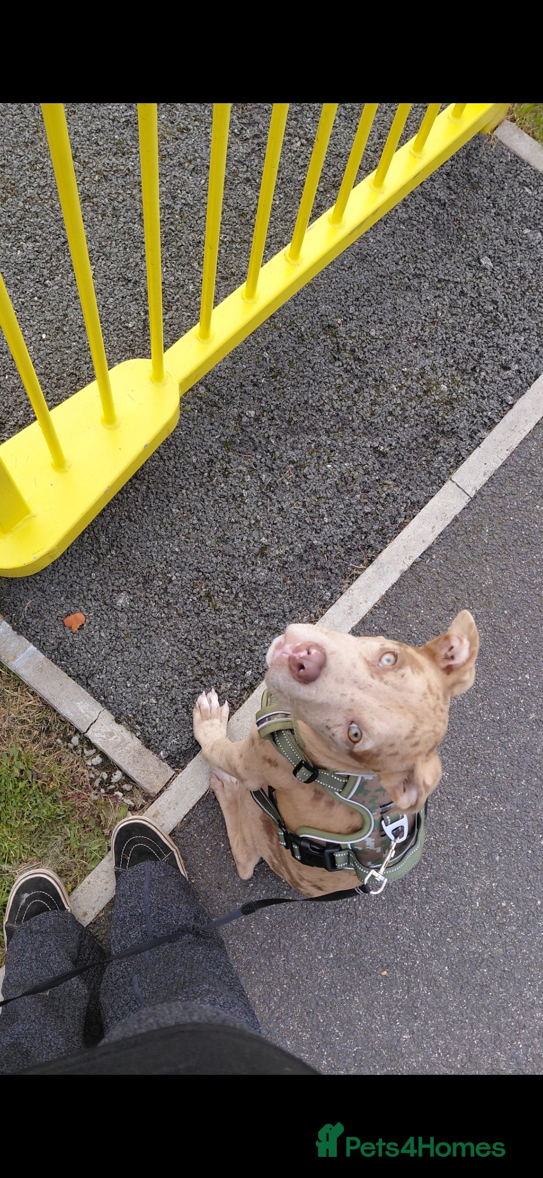 Mixed Breed dogs for sale: Tank american bull x  - Advert 2