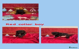 Cavapoo dogs for sale: F1B Cavapoo - Advert 7