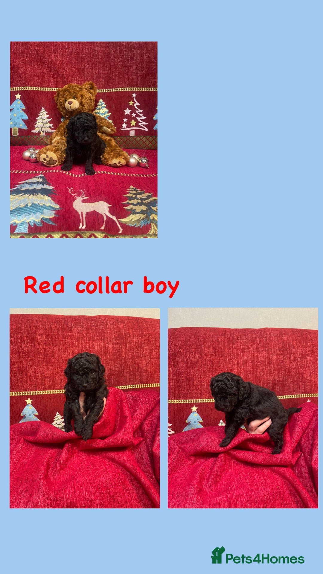 Cavapoo dogs for sale: F1B Cavapoo - Advert 7