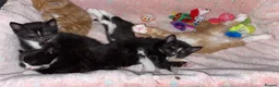 Domestic Shorthair cats for sale: Black n white Tuxedo Kittens - Advert 15