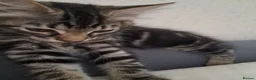 Mixed Breed cats for sale: 2 kittens boy and girl - Advert 1