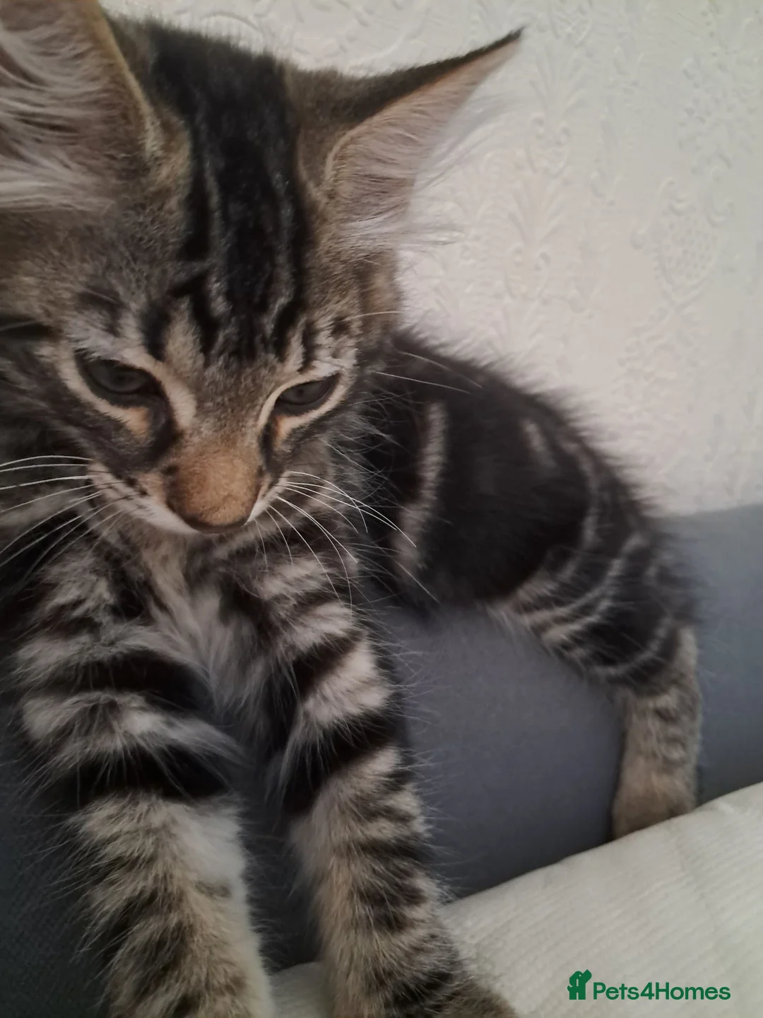 Mixed Breed cats for sale: 2 kittens boy and girl - Advert 1