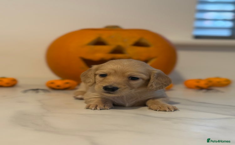 Miniature Dachshund dogs - Advert 5