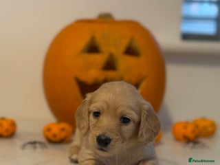 Miniature Dachshund dogs - Advert 4