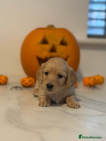 Miniature Dachshund dogs - Advert 1