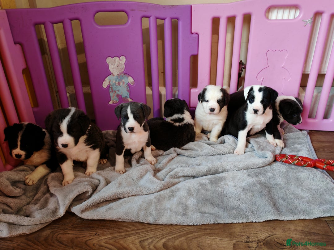 Mixed Breed dogs for sale: Old tyme bulldog x Border collie - Advert 4