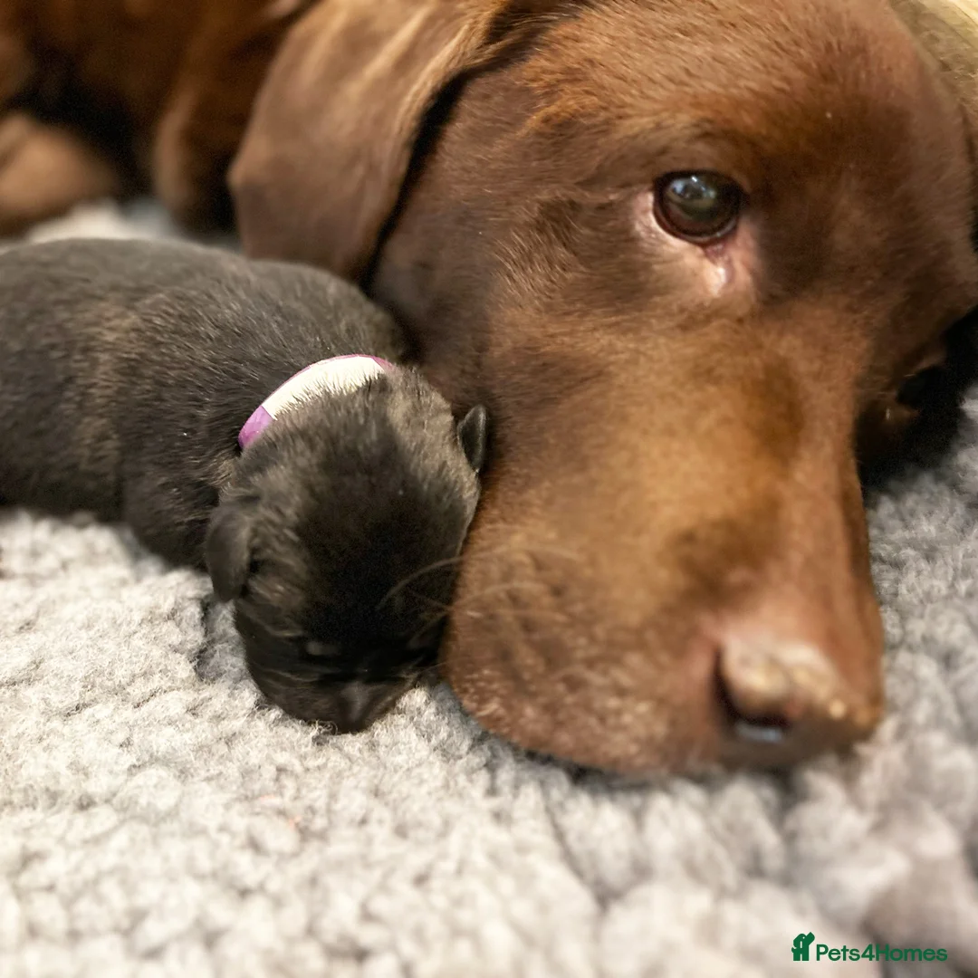 Borador dogs for sale: Borador Puppies - Fully Health Tested - Advert 15