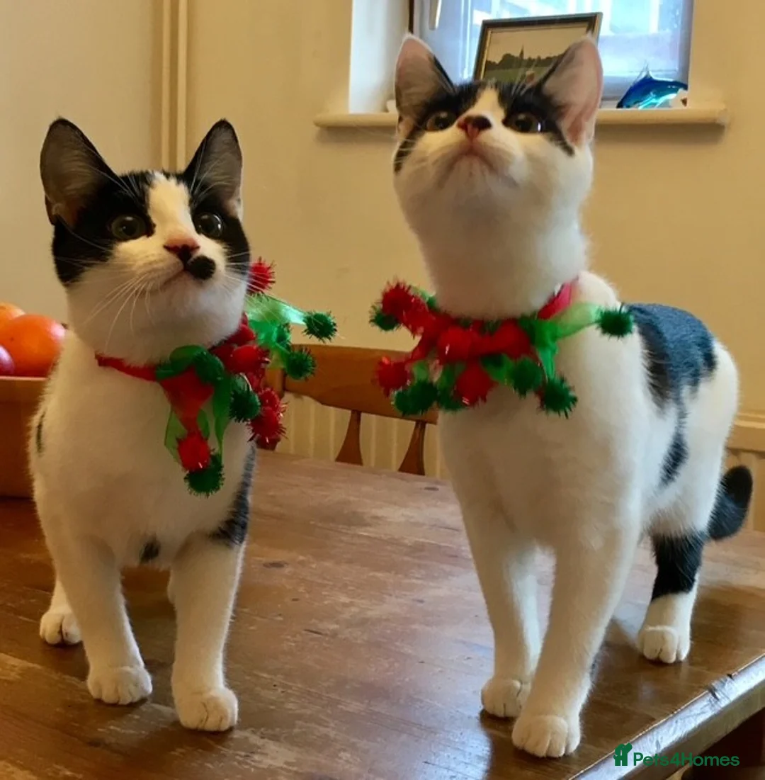 Mixed Breed cats for sale: Sisters in Radlett - Advert 2