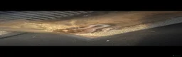 Corn Snake reptiles for sale: Sun-kissed Motley Cornsnake - Advert 2