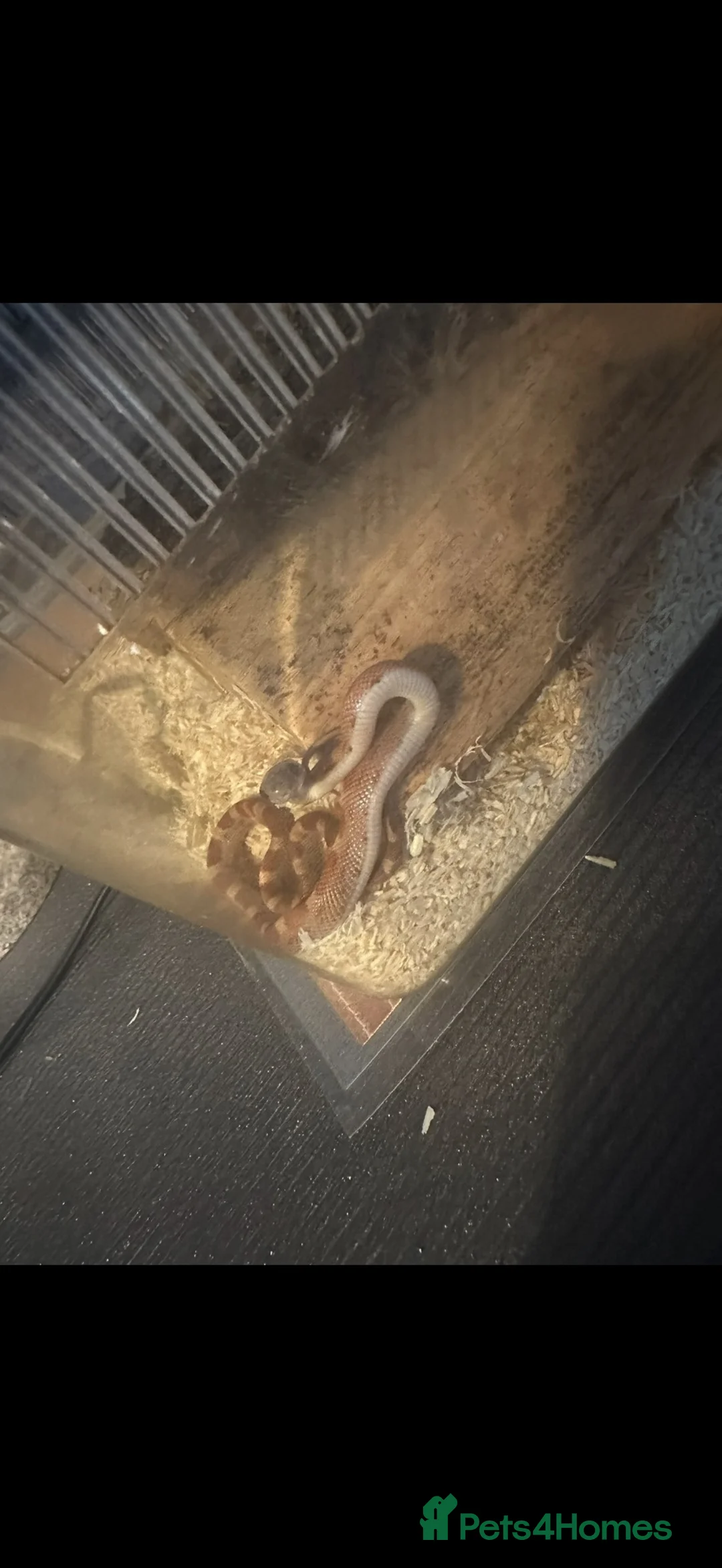Corn Snake reptiles for sale: Sun-kissed Motley Cornsnake - Advert 2