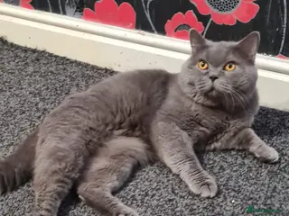 British Shorthair cats Male British Shorthair For Sale! - Advert 1