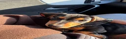 Dachshund dogs for sale: Beautiful dachshund 5 months.  in Leeds - Advert 4