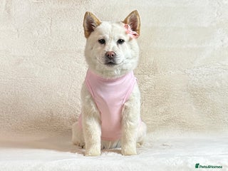 Mixed Breed dogs Beautiful cream female chowsky puppy for sale - Advert 3