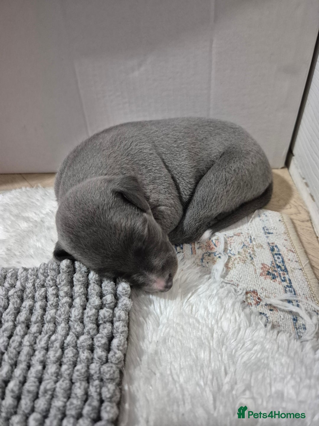 Whippet dogs for sale: 🐾 Stunning Blue Whippet Puppies - just £800!🐾 - Advert 8