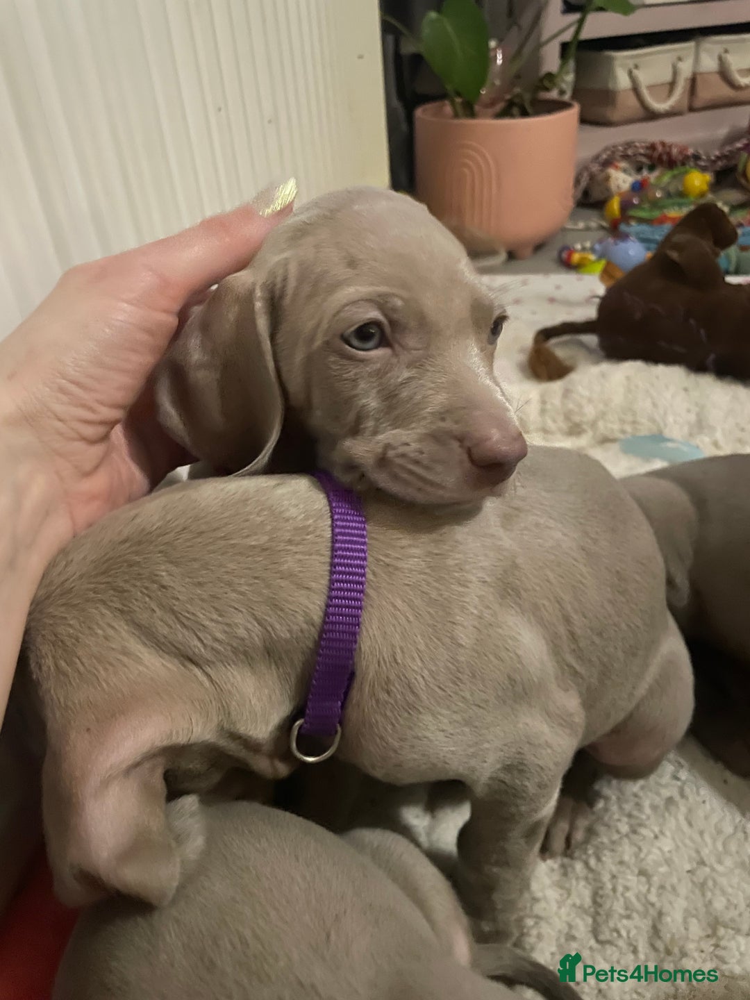 Weimaraner dogs for sale: KC registered Silver puppies - Advert 7