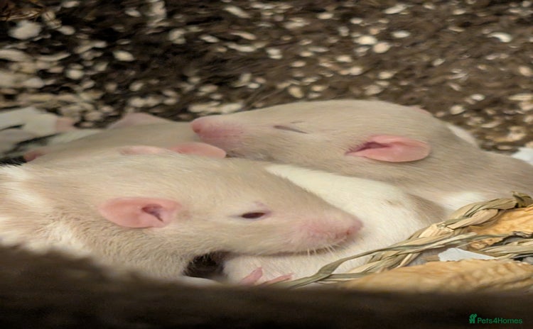 Rat rodents - Advert 2