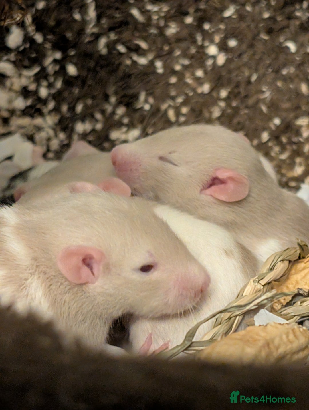 Rat rodents for sale: Fancy rat pups male and female available - Image 1