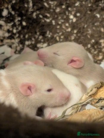 Rat rodents - Advert 4