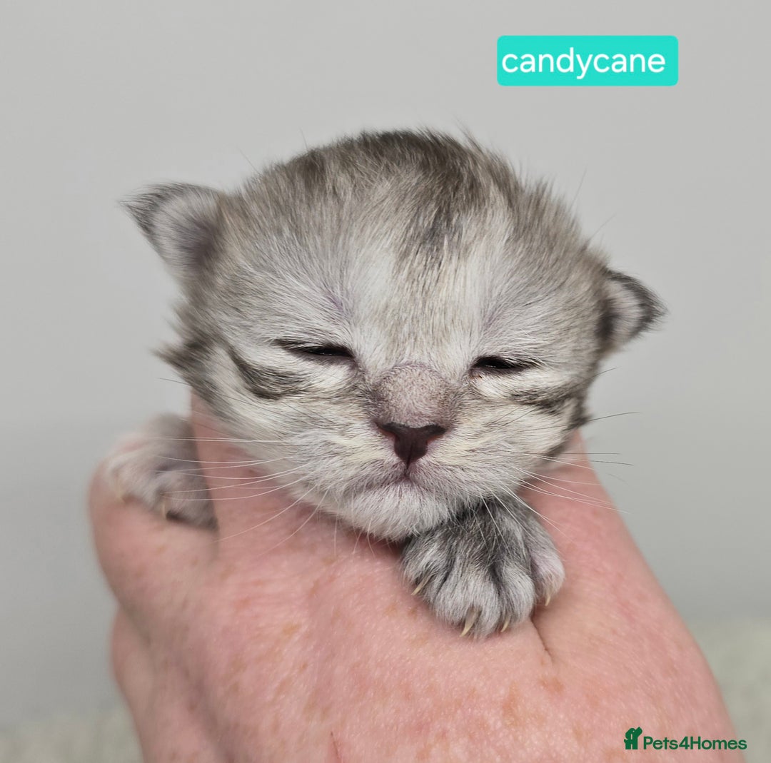 Maine Coon cats for sale: Chunky TICA registered Maine Coon Kittens - Advert 16