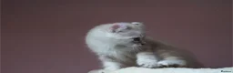 American Curl cats for sale: Pure American curl kittens  - Advert 19