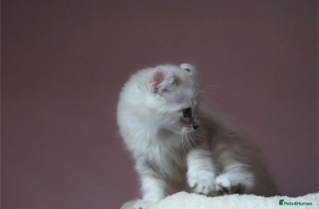 American Curl cats for sale: Pure American curl kittens  - Advert 19