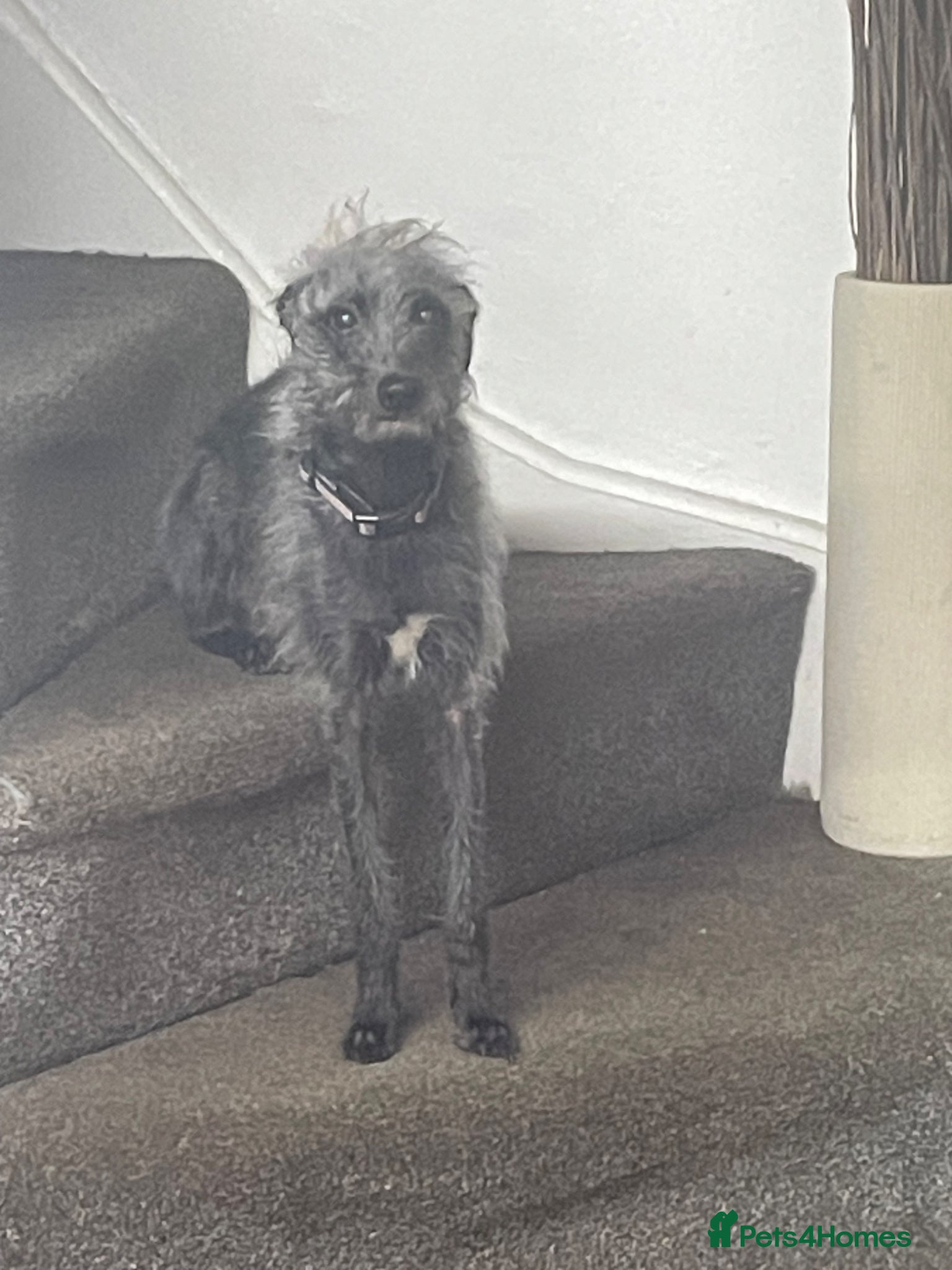Bedlington Terrier dogs for adoption: Bedlington Terrier - Dixie  - Advert 3