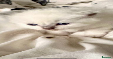 Ragdoll cats ♥️ AMAZING GCCF BABIES 💙 - Advert 4