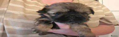 Shih Tzu 5