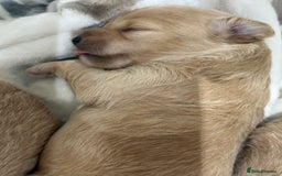 Maltipoo dogs for sale: F1 Beautiful Maltipool Puppies - Advert 37