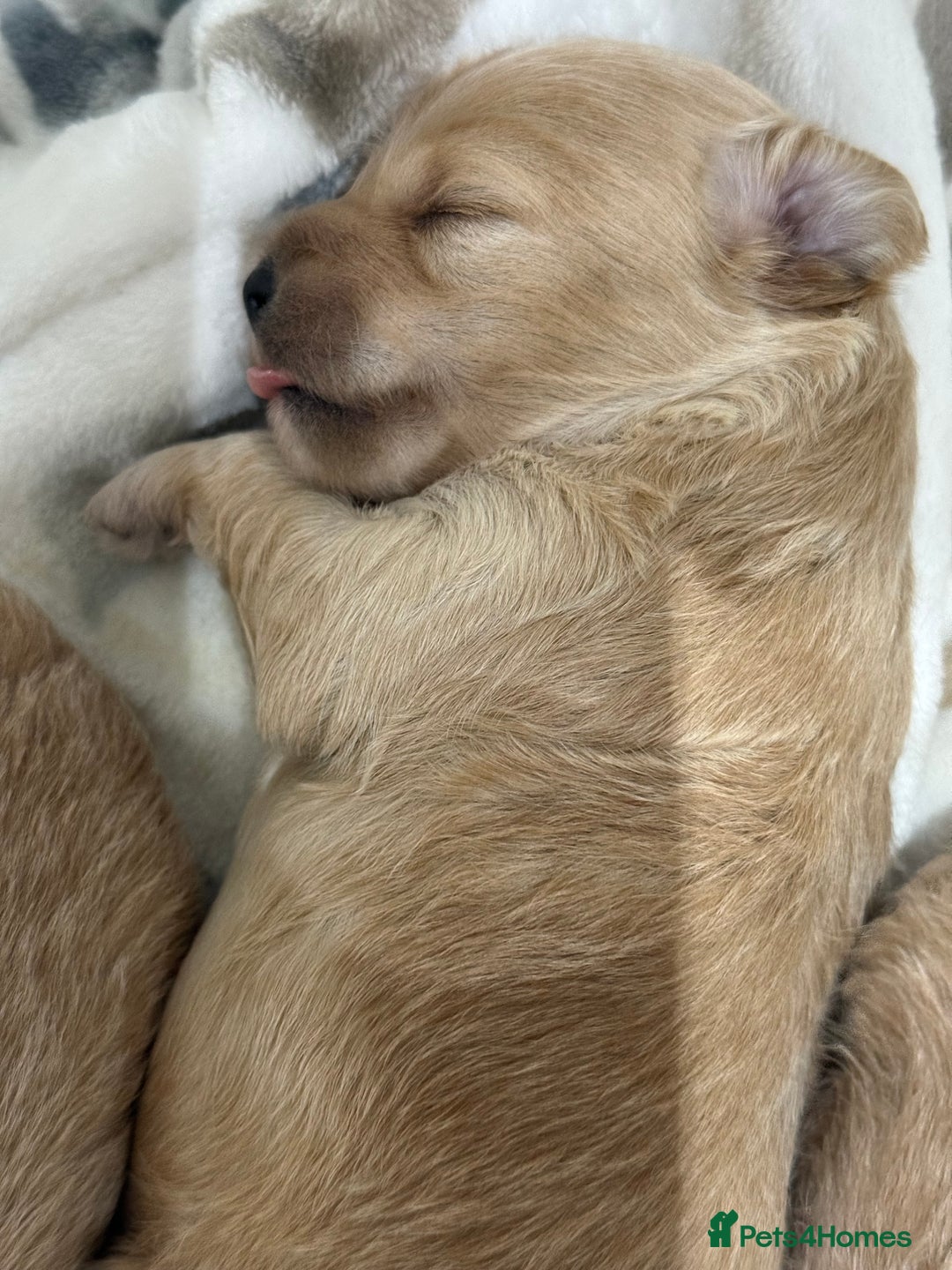 Maltipoo dogs for sale: F1 Beautiful Maltipool Puppies - Advert 37