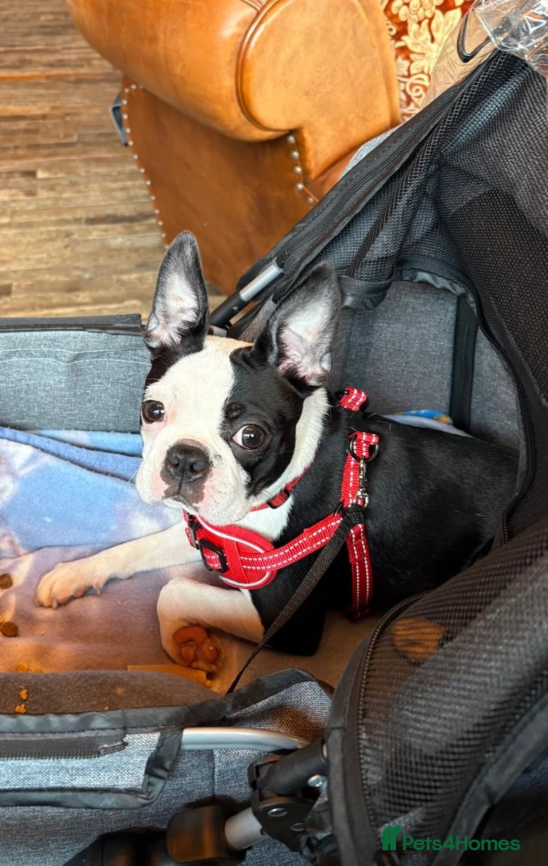 Boston Terrier dogs for sale: Female Boston terrier.  - Advert 3