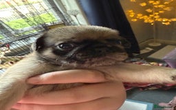 Pug dogs for sale: Pug puppies  - Image 9