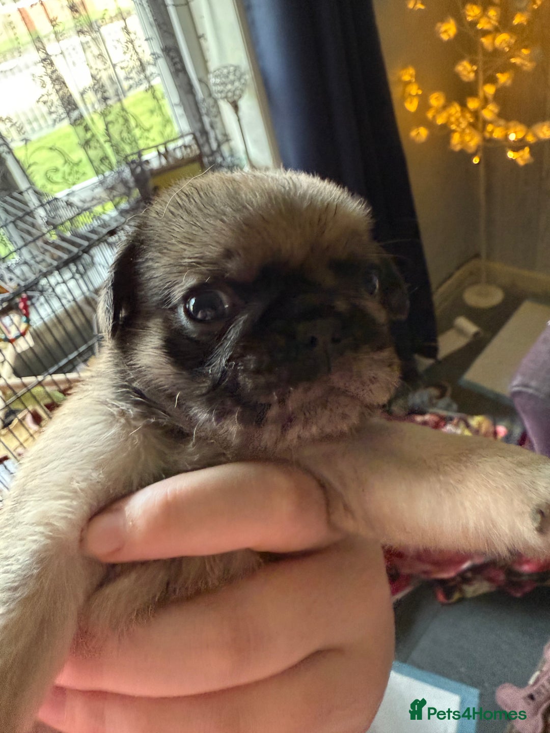 Pug dogs for sale: Pug puppies  - Image 9