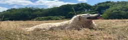 Golden Retriever dogs for sale: Golden Retriever 2 Year Old Loving Home Wanted  - Advert 2