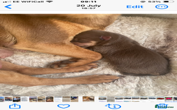 Mixed Breed dogs for sale: Chocolate and tan Jack Russel X - Image 5