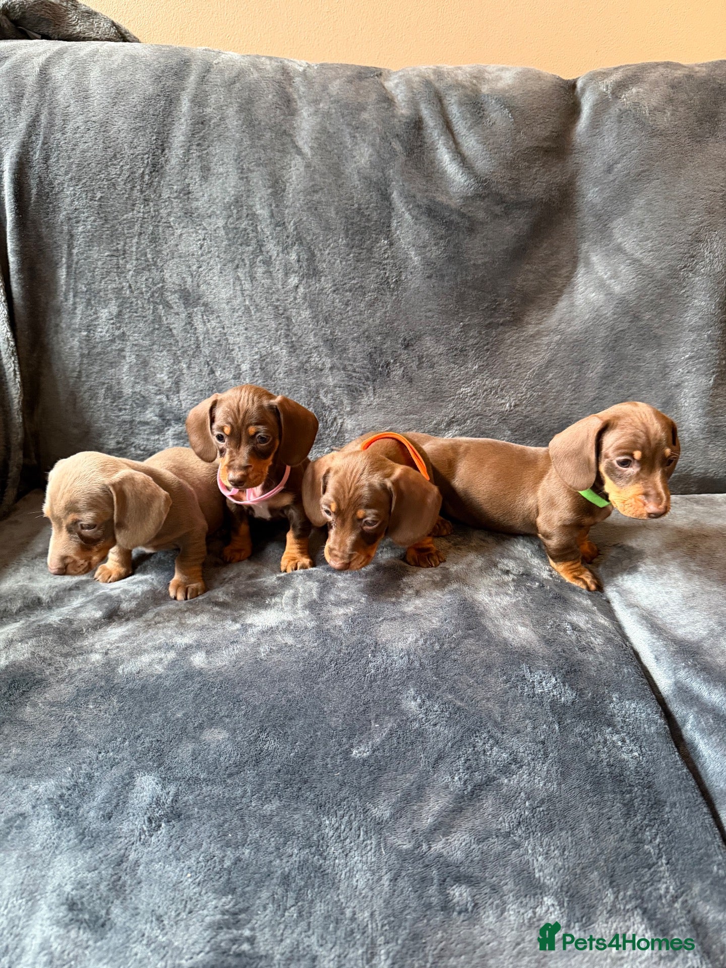 Miniature Dachshund dogs Stunning Miniature Dachshund pups  - Advert 1