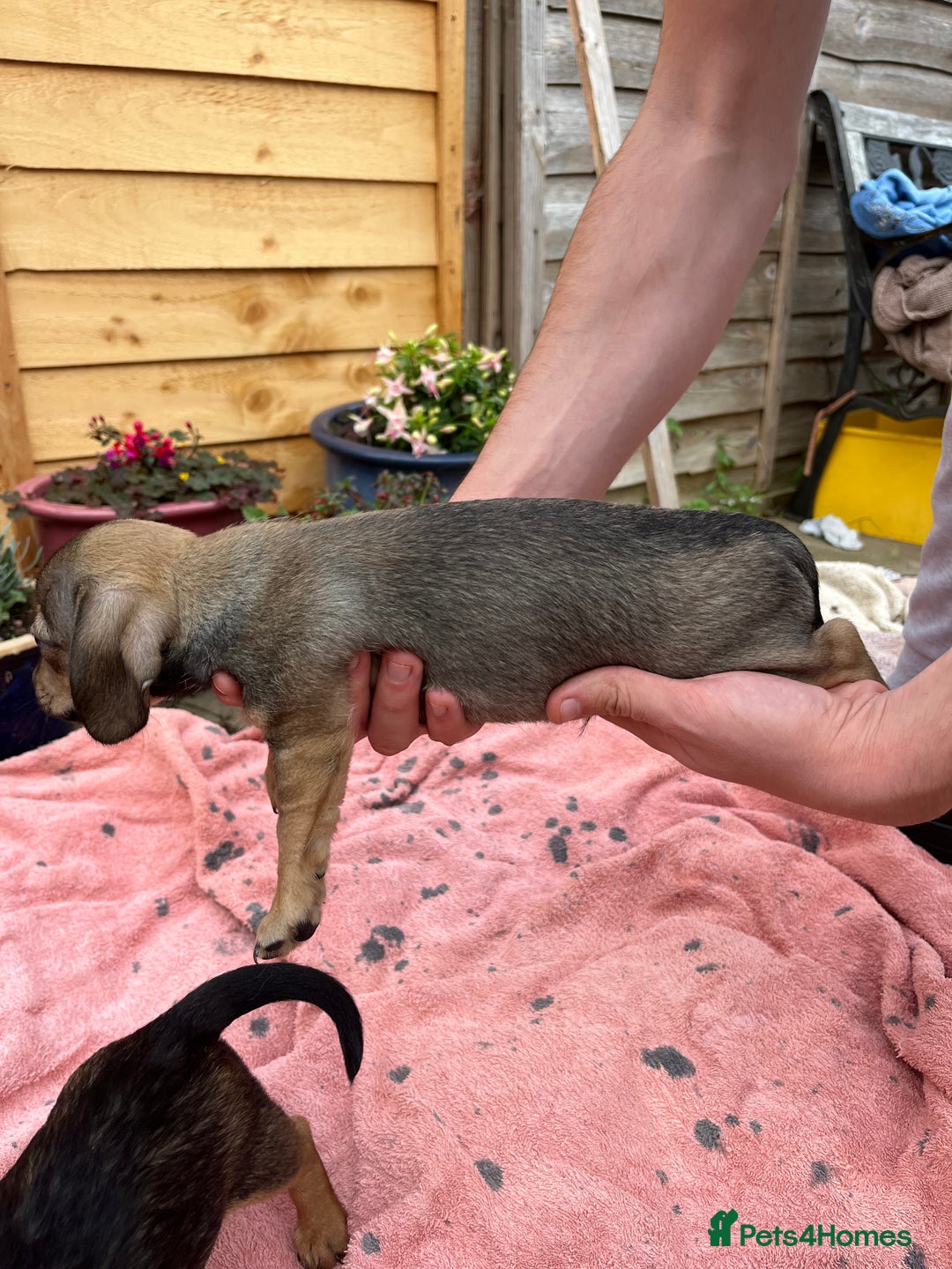 Chiweenie dogs for sale: Beautiful dachshund/ chihuahua puppies  - Image 4