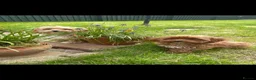Maltipoo dogs for sale: DNA clear toy Asian lines maltipoo - Advert 7
