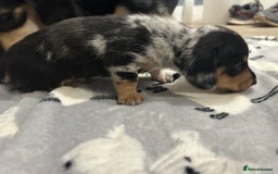 Miniature Dachshund dogs for sale: Mini dachshund puppies - Image 12